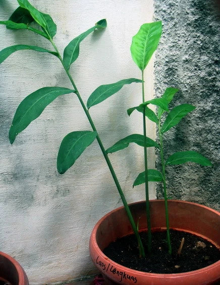 Alpinia Galanga Live Plant – Fresh Rooted Rhizome Herb – Greater Galangal – Culinary Ginger Alternative – Aromatic Herb for Cooking and Garden