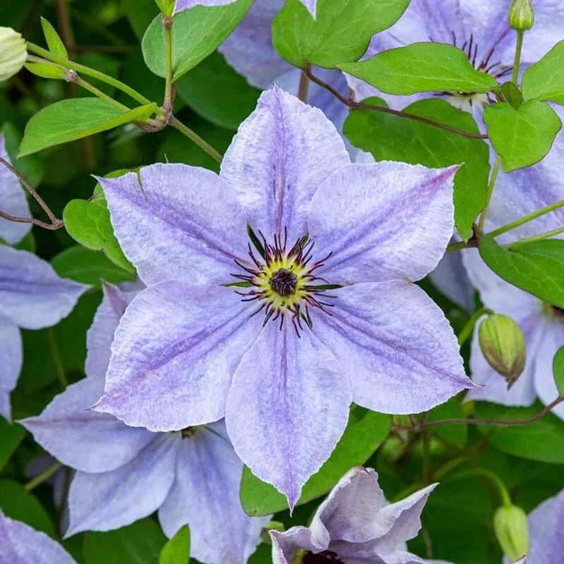 25 Skyfall Clematis Seeds Climbing Perennial Flower, Vibrant Purple & White Blooms, Clematis 'Skyfall' for Garden Trellises & Fences