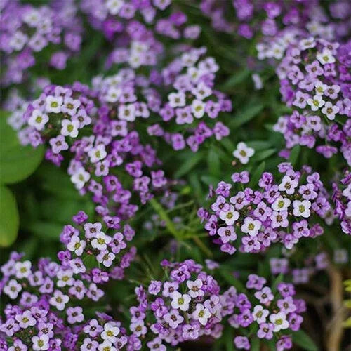 Violet Queen Alyssum Seeds | Heirloom Lobularia maritima | Purple Fragrant Ground Cover for Gardens & Containers