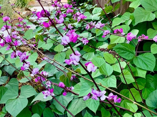 Lablab Purpureus Seeds - Purple Moon Hyacinth Bean Climbing Vine with Edible Pods - 15+ Seeds for Garden, Trellis, Fence