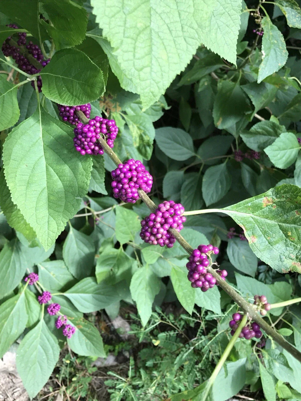 American Beautyberry Live Plant 10"+ Edible Fruit, Purple Berries, 'Callicarpa americana', 2 Pack for Gardens