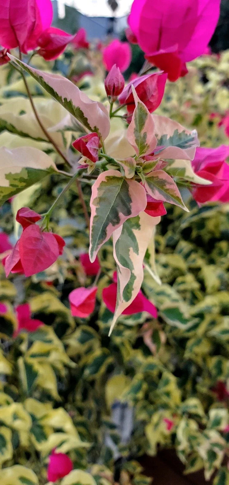 Bougainvillea Cuttings (x3) - Variegated Raspberry Ice Bougainvillea spp. - Pink Bracts & Green Variegation for Garden Climbing Vines