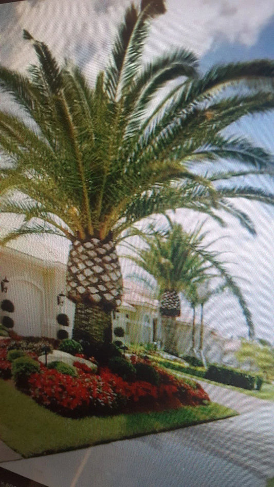 Jerusalem Palm Tree Seeds - Date Palm - Phoenix dactylifera - Tropical Garden, Outdoor, Indoor Landscaping, 10 Pack