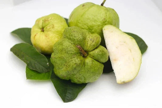 Indonesian Seedless Guava Seeds Pack of 50+ | Psidium guajava Fruit Tree for Garden Planting