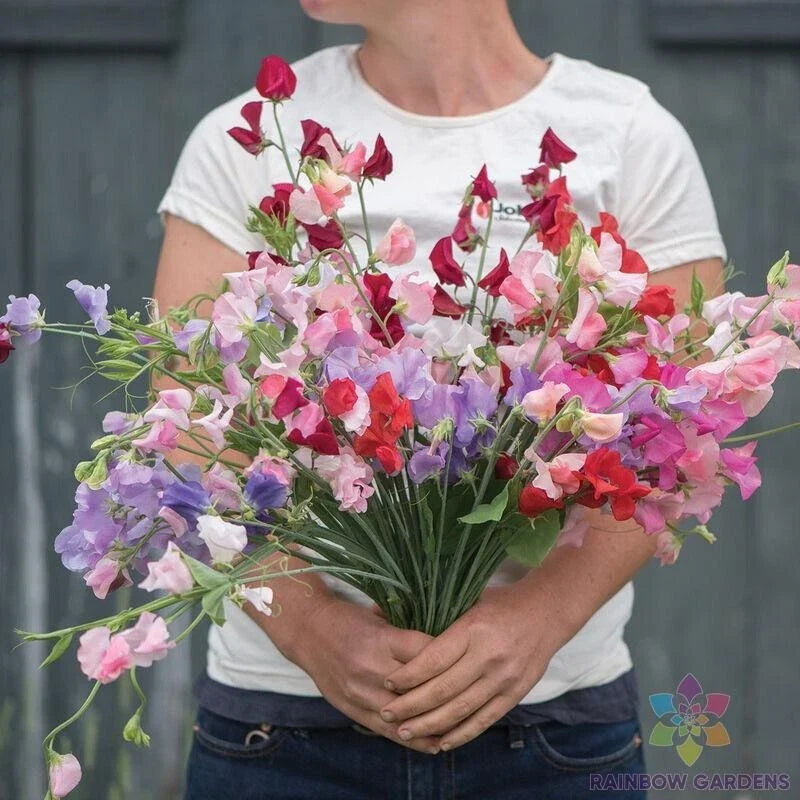 Sweet Pea Seeds - 50+ Elegance Formula Mix - Fragrant Climbing Vine - Lathyrus odoratus - USA Grown Garden Planting