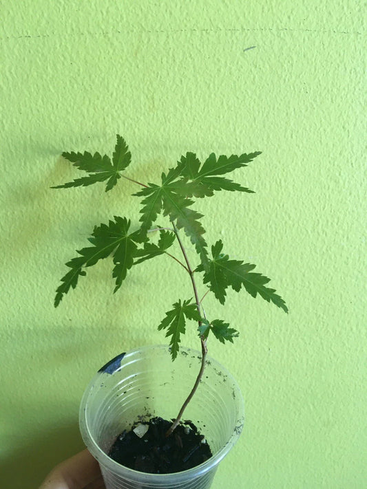 Japanese Maple Live Starter Tree in Pot, Acer palmatum, Ornamental Foliage, Bonsai Option, Garden or Indoor Plant