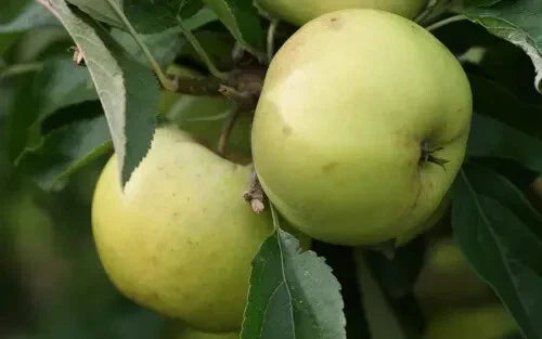 Freyberg Apple Seeds - 25+ Pack for Gardening - Malus domestica - USA Grown - Non-GMO, Easy to Grow Fruit Tree Seeds