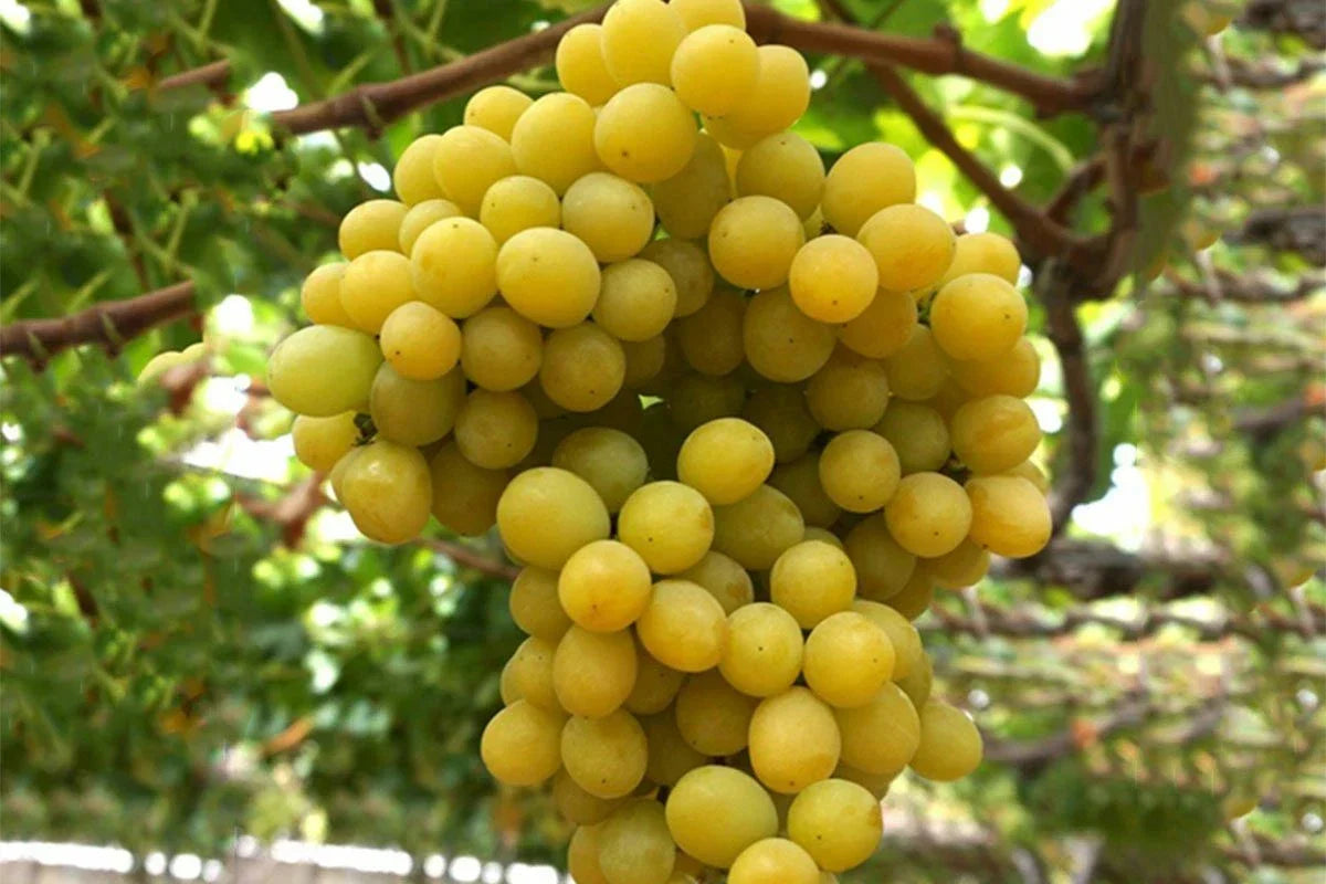 Cotton Candy Grape Cuttings – 3 Rooting or Grafting Vitis vinifera, Sweet Flavor, Easy Propagation