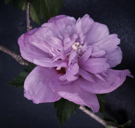 Live Plant Starter Bush Tree – Double Purple Rose of Sharon Hibiscus Althea, Vibrant Blooms, Easy to Grow, 6" to 1' Height