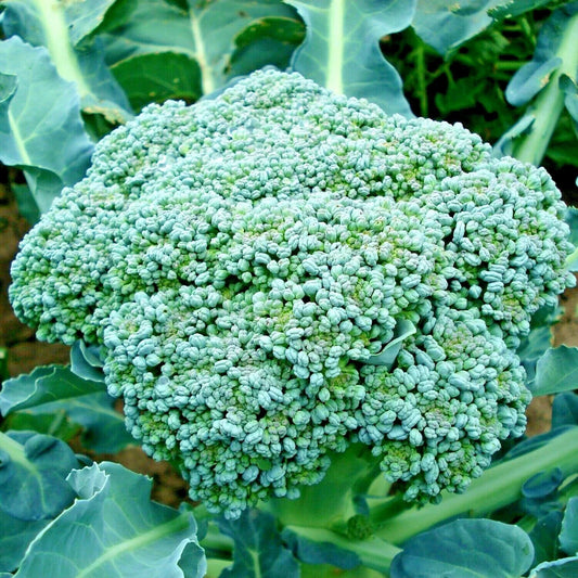Organic Heirloom Green Sprouting Broccoli Seeds – 300+ Brassica oleracea for Cool Season Gardens, Non-GMO, High Germination
