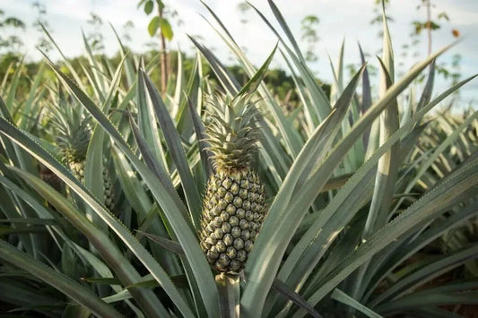 Mordilona Pineapple Seeds Pack of 15 – Ananas comosus, Sweet Fruit, Easy to Grow, Non-GMO, Garden, Indoor, Pot Planting