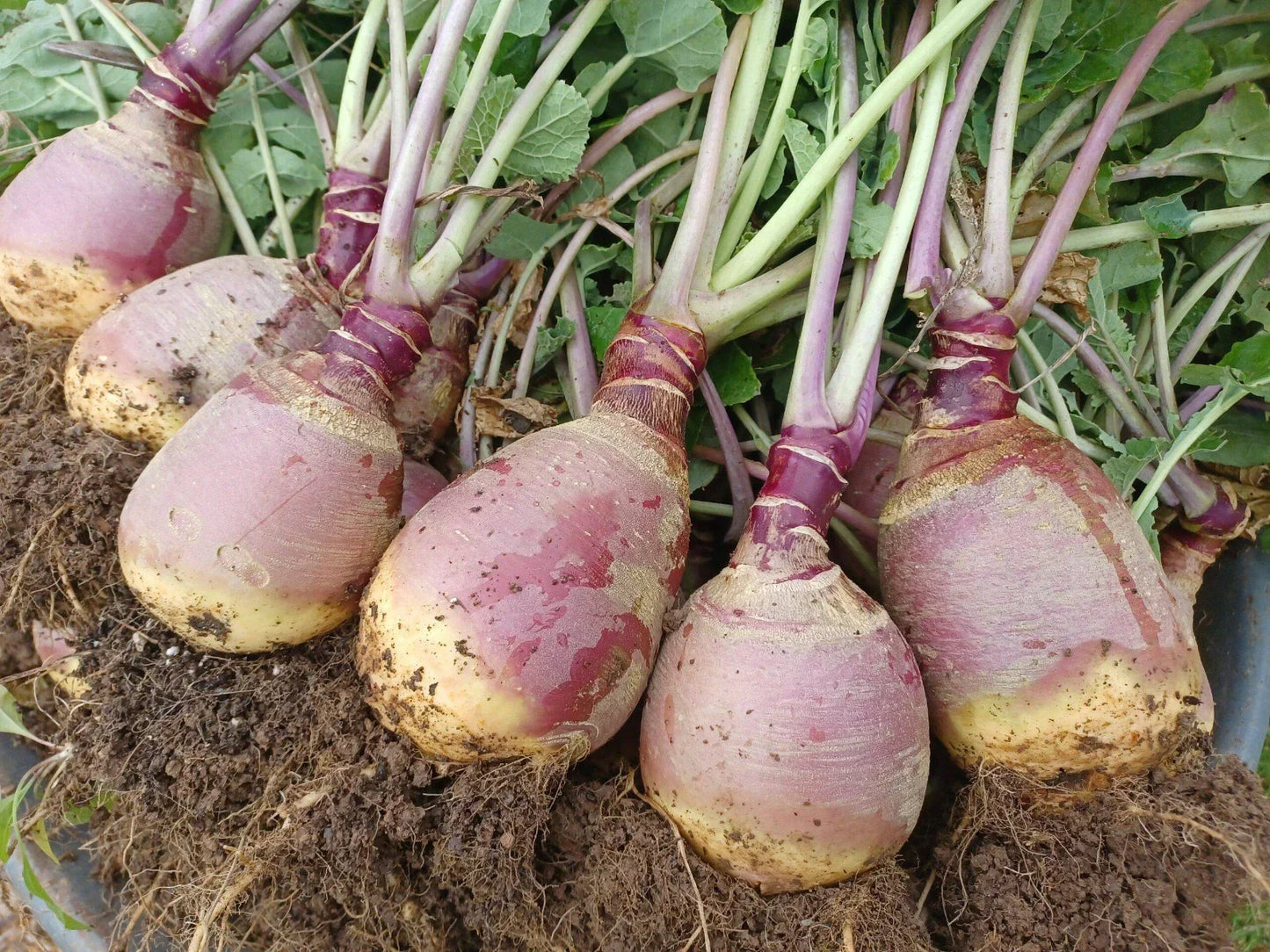 500+ Laurentian Rutabaga Seeds - Brassica napus, Non-GMO, Organic, Garden Planting, Root Vegetable, Free Shipping