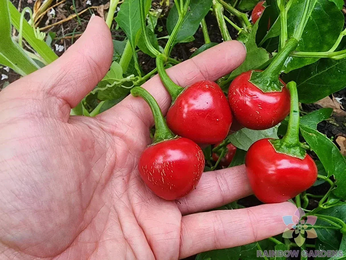 Red Cherry Sweet Pepper Seeds - 25+ Pack, Capsicum annuum, Compact Bushy Plant, Non-GMO, Full Sun, Garden & Container Planting