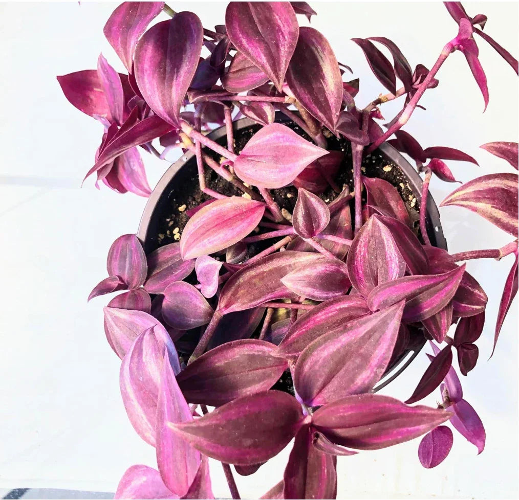 Dark Red Zebrina Wandering Jew Cuttings – Indoor Houseplant, Easy Care Tradescantia, 2" or 4" Pot, Indoor Plant, Low Maintenance
