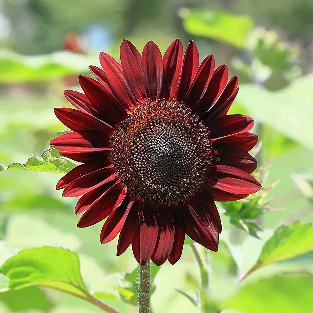 Cherry Chocolate Sunflower Seeds - 50 Heirloom Non-GMO Seeds for Planting | Helianthus annuus | Deep Maroon Petals