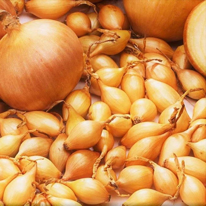 Yellow Spanish Globe Onion Sets - Long Day Bulb Seed - Allium cepa - Easy to Grow, Non-GMO, Fast Shipping