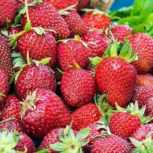 Albion Strawberry Plants - 10 Bare-Root Day Neutral Fragaria × ananassa for Continuous Fruit Production