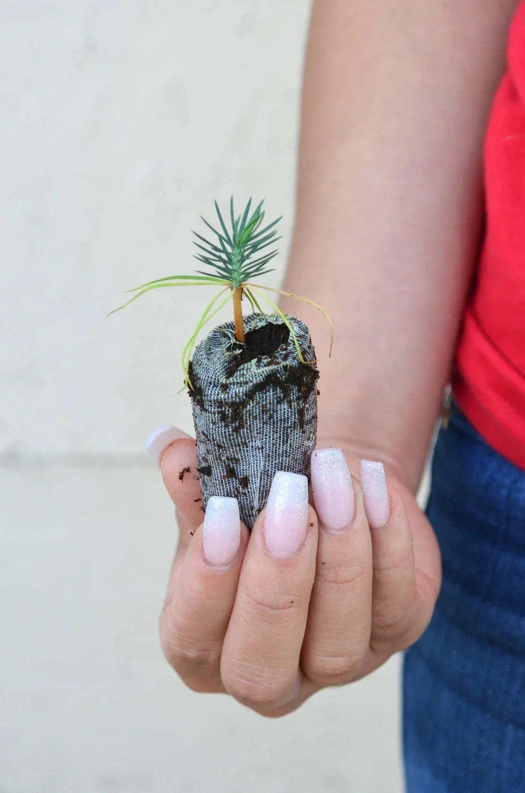 Pinyon Pine Starter Plugs – Pinus edulis Drought-Tolerant Tree for Landscaping and Sustainable Gardening