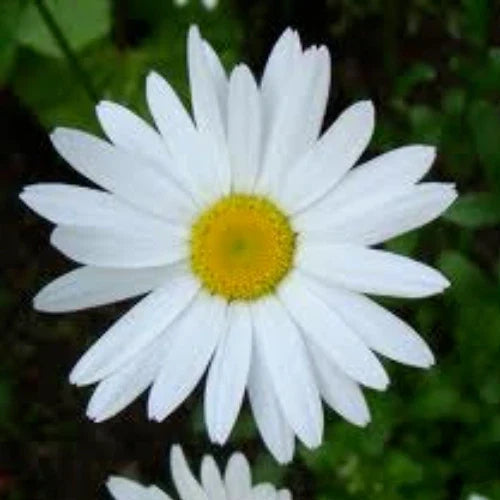 Shasta Daisy Seeds 100 Pack Perennial Heirloom Chrysanthemum Maximum Garden Flower Seeds