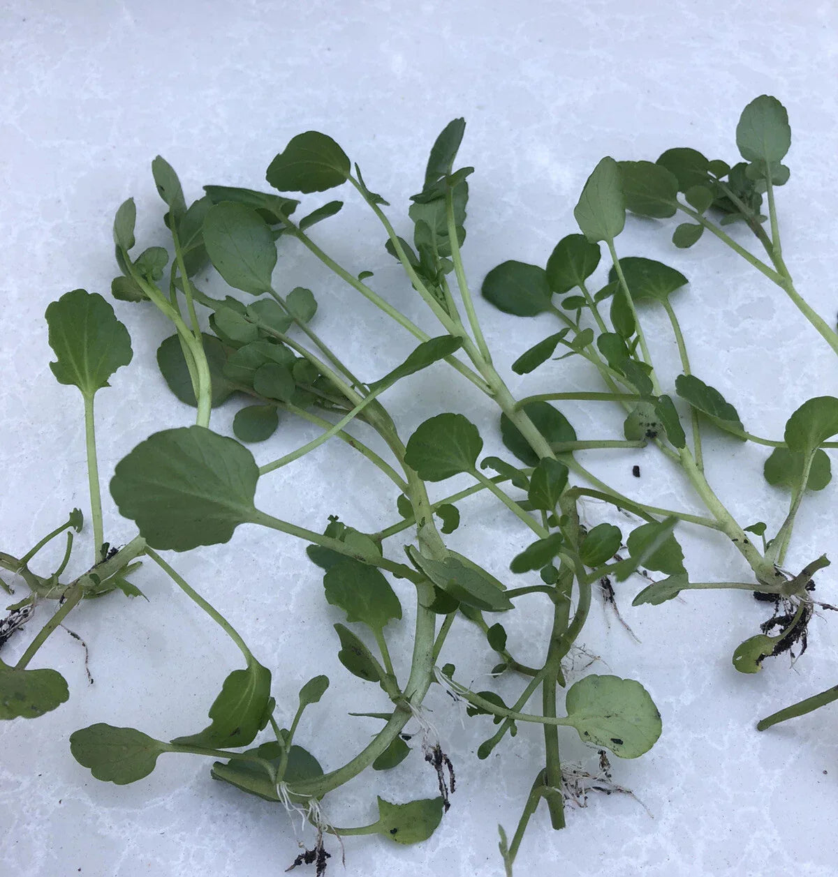 Fresh Watercress Plants with Roots – Live Vegetables for Gardening – Nutrient-Rich Nasturtium officinale for Salads & Garnishes
