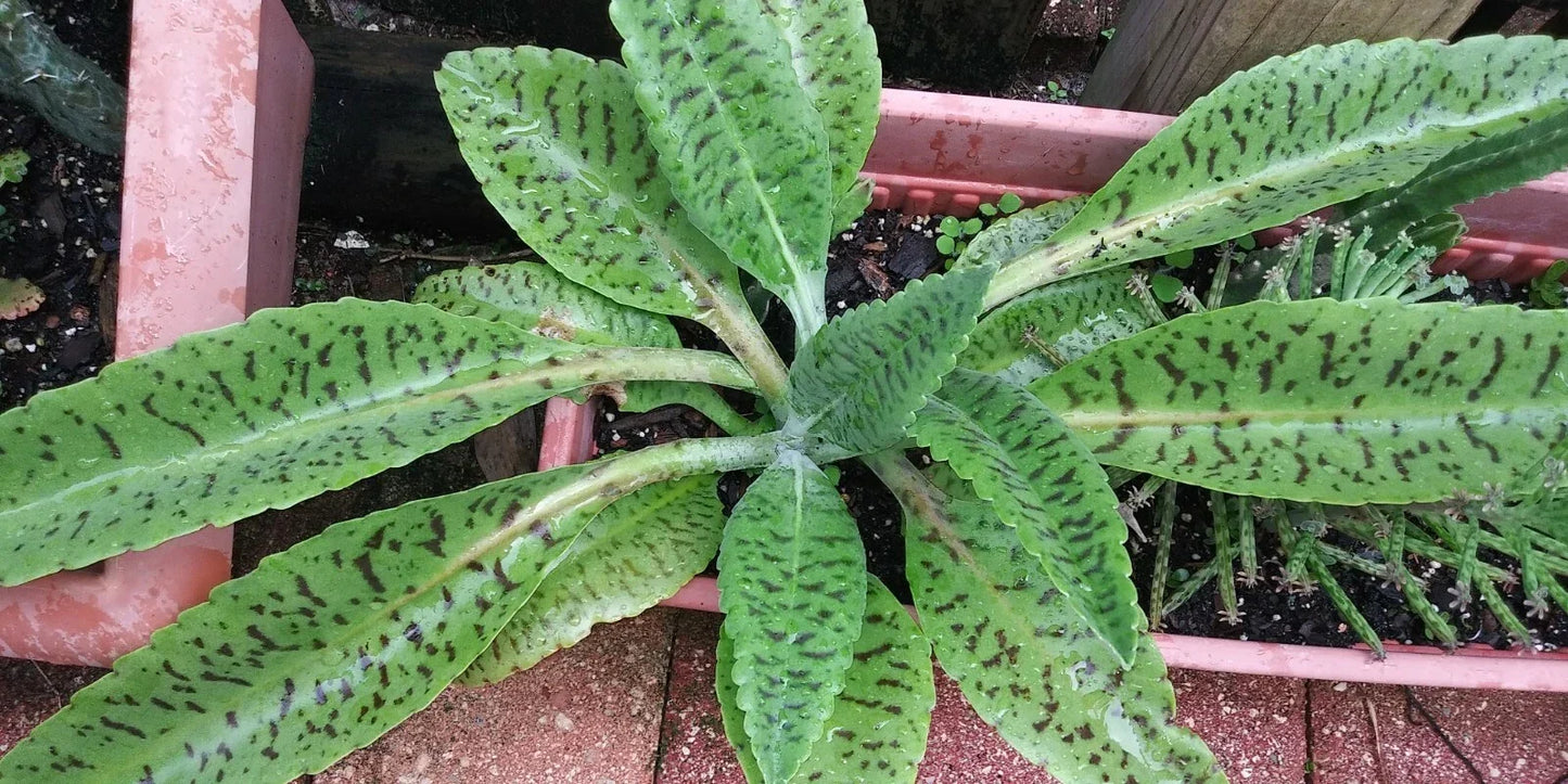 Donkey Ears Succulent Plant - Kalanchoe gastoniae Bonnieri - Indoor Drought-Tolerant Foliage Plant