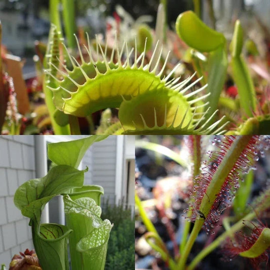 Live Carnivorous Plants Starter Pack – Sundew, Sarracenia, Venus Flytrap – Drosera, Sarracenia, Dionaea muscipula
