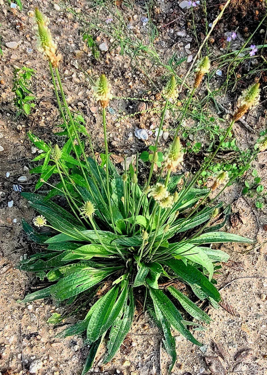 Organic English Plantain Seeds - 300+ Plantago Lanceolata Medicinal Herb for Herbal Remedies & Culinary Use