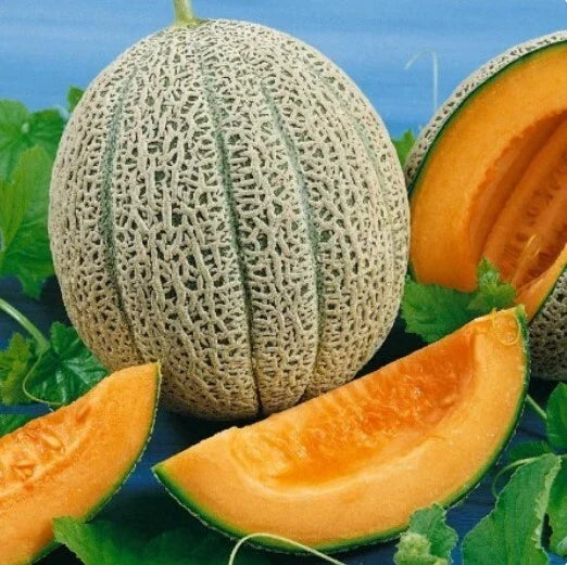 Hales Best Jumbo Melon Seeds, 50+ Non-GMO Cantaloupe Seeds, Cucumis melo, Sweet Muskmelon for Home Gardens