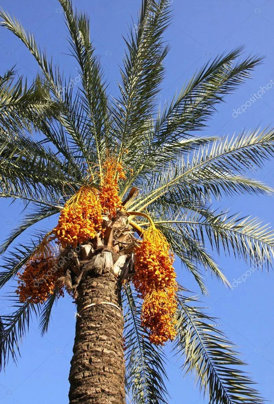 Medjool Date Palm Seedling 2+ Years Old Phoenix Dactylifera Indoor Plant Sapling for Garden or Landscape