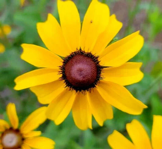 Black-eyed Susan Seeds 25 Pack | Rudbeckia Hirta Florida Native Flower for Bees & Butterflies