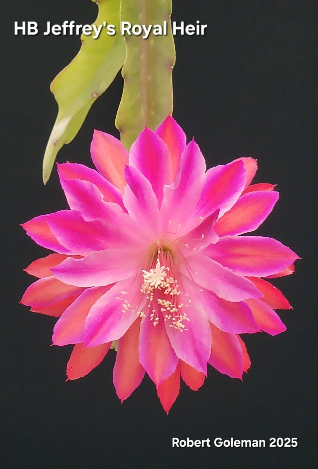 Epiphyllum Cutting - Unrooted 'HB Jeffrey's Royal Heir' Rare Cactus Propagation Plant for Succulent Enthusiasts