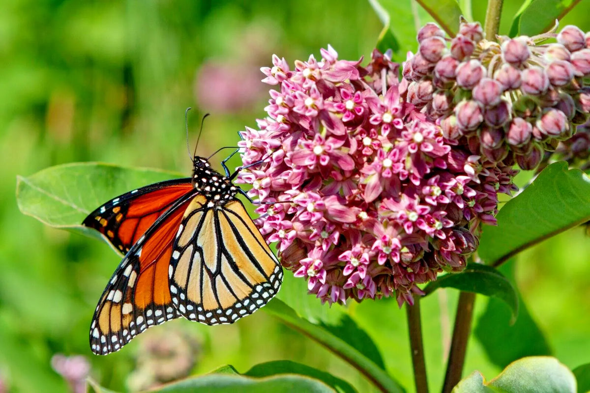Pink Milkweed Seeds 100 Count, Butterfly-Friendly Wildflower, Asclepias Syriaca, Perennial Garden Plant