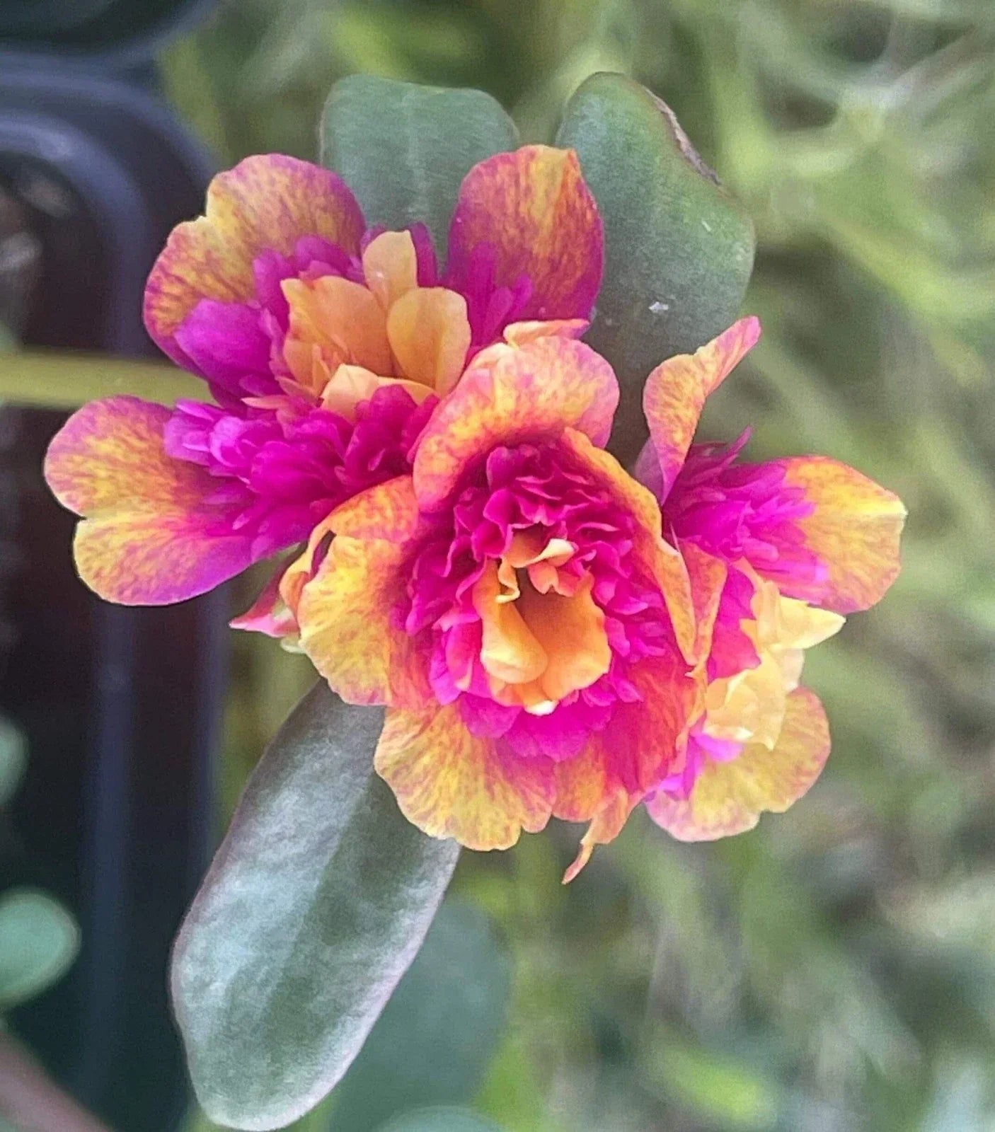Double Dragonfruit Seeds - Edible Succulent Portulaca Oleracea - Ornamental Fruit Plant for Gardens & Containers