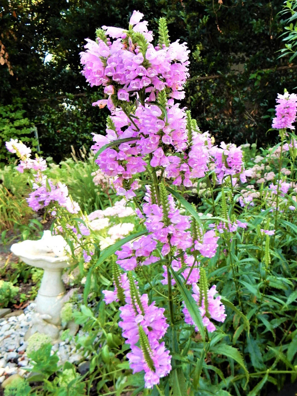 Obedient Plant Live Plants – Physostegia virginiana – Shallow Water Garden Plants – 10 Pack – False Dragonhead Aquatic Plants