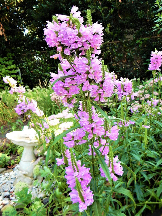 Obedient Plant Live Plants – Physostegia virginiana – Shallow Water Garden Plants – 10 Pack – False Dragonhead Aquatic Plants