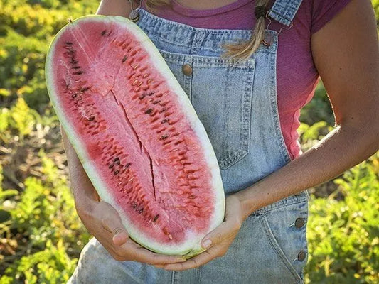 Heirloom Organic Watermelon Seeds – Charleston Grey Citrullus lanatus – 25+ Seeds for Large, Juicy, Sweet Watermelons