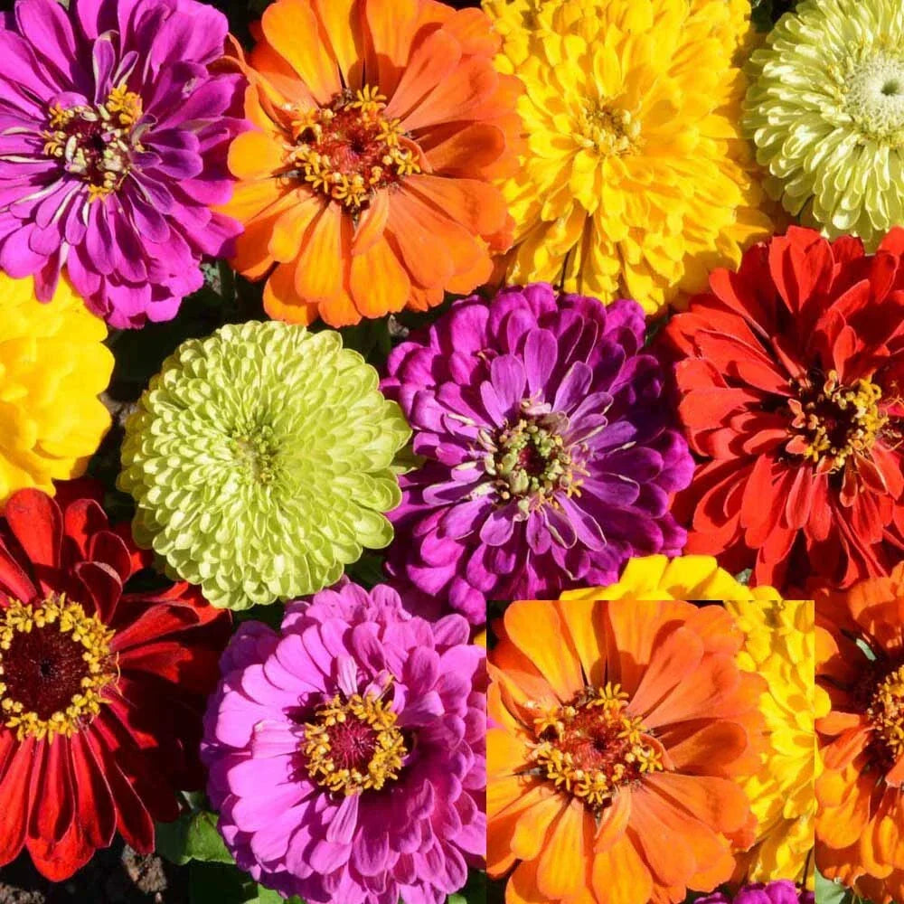 Zinnia Seeds Bulk Pack - Tall Mix, Non-GMO, Heirloom, Zinnia elegans, Vibrant Garden Flowers for Borders & Cut Flowers