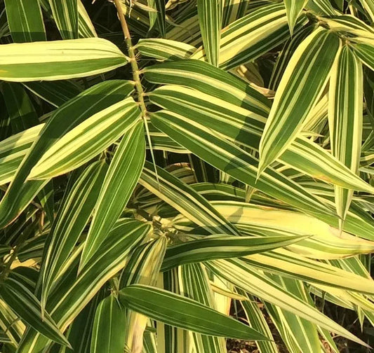 Live Shiroshima Bamboo Variegated Rhizome | Ornamental Privacy Hedge Plant | Phyllostachys aurea 'Shiroshima' for Landscaping