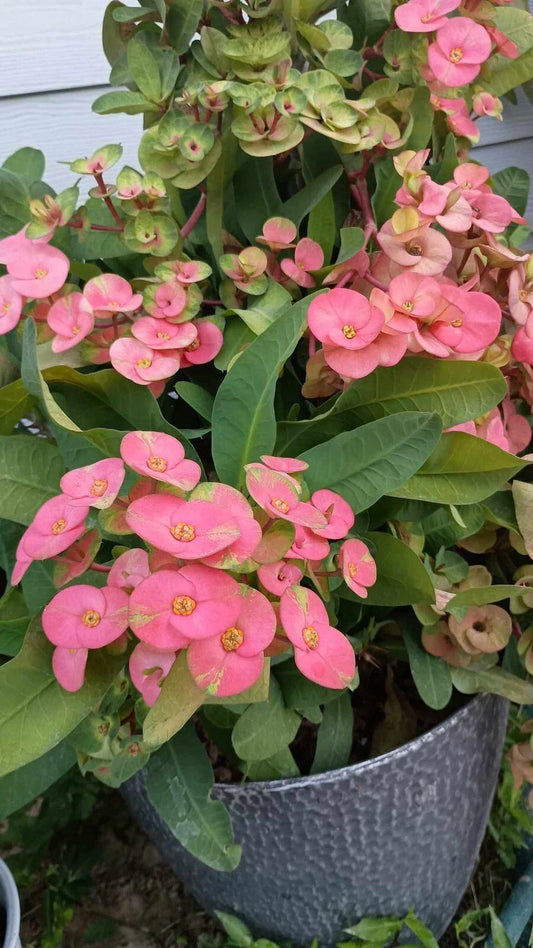 Jumbo Pink Crown of Thorns Cutting Euphorbia milii Succulent Propagation No Roots