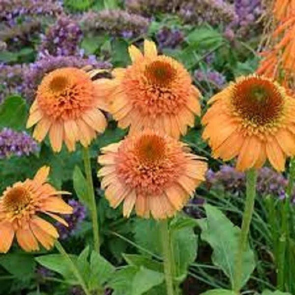 Canaloupe Coneflower Seeds - 50 Perennial Echinacea purpurea for Vibrant Garden Flowers and Pollinator Attraction