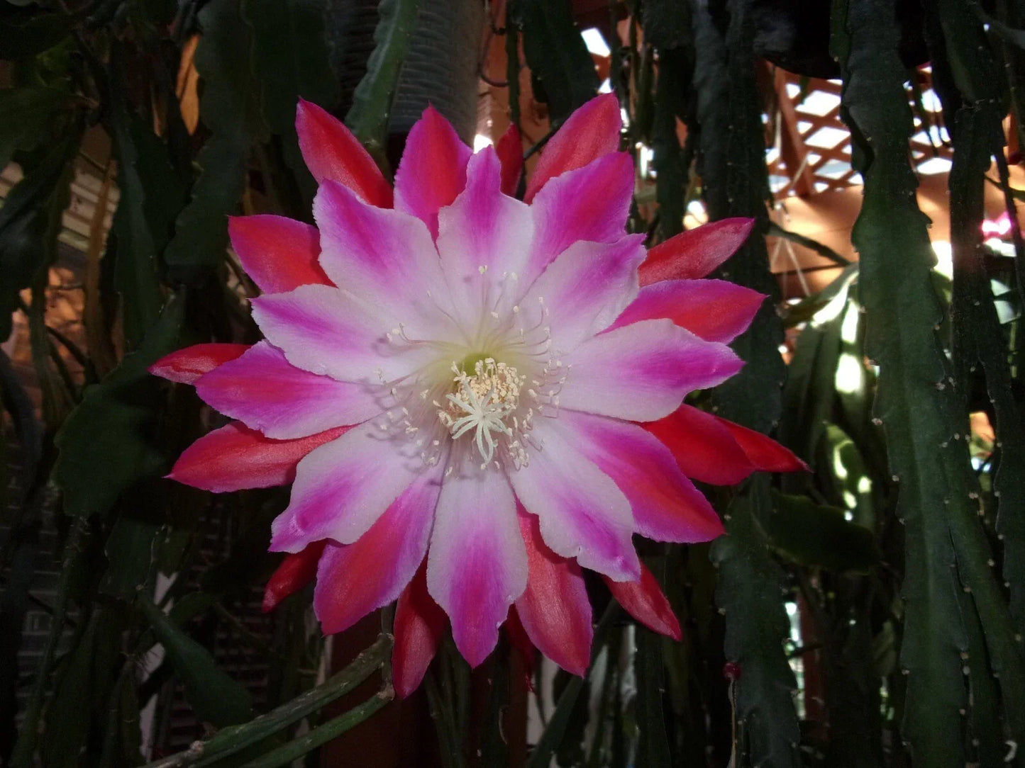 Epiphyllum Orchid Cactus Cutting Tomatsu Kida Rare Succulent Indoor Garden Propagation Plant