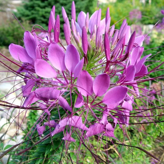 Lilac Spider Seeds 100 Count Clome Spinosa Perennial Bee-Friendly Garden Seeds for Pollinators