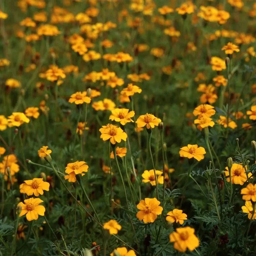 Golden Guardian Marigold Seeds - Tagetes erecta - 25+ Pack for Garden, Borders, Containers, Bright Golden-Yellow Blooms, Easy to Grow