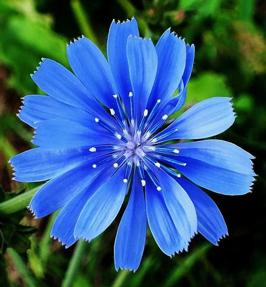 Organic Chicory Flower Seeds - Edible Wildflower for Herbal Tea & Culinary Use - Cichorium intybus Seed Packet