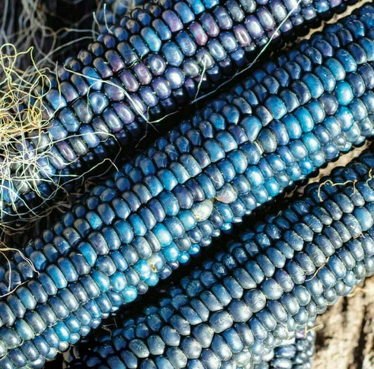 Ornamental Corn Seeds - Blue Glass Gem Indian Popcorn, Shades of Blue, Zea mays 'Glass Gem' - 50 Seeds
