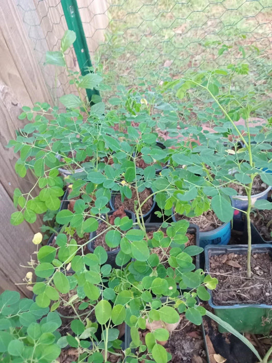 Moringa Oleifera Live Plant with Free Seeds | Superfood Gardening | Nutrient-Rich Moringa Tree