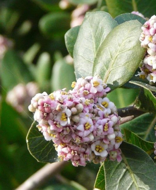 Lemonade Berry Seeds - Rhus Integrifolia Drought-Tolerant Native Shrub for Landscaping - 10 Pack
