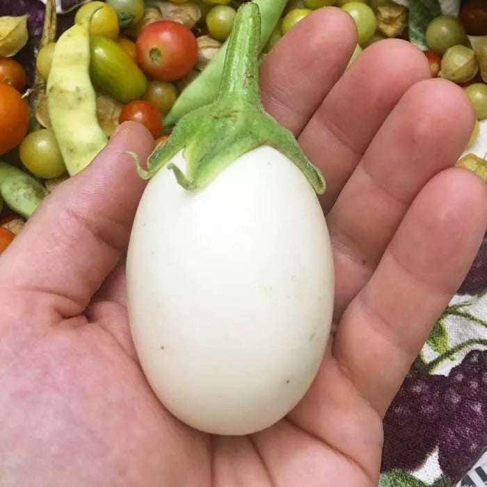 White Egg Eggplant Seeds - Organic Non-GMO Heirloom, Solanum melongena, Rare White Egg-Shaped Fruit, Pack of 50+ for Home Gardening