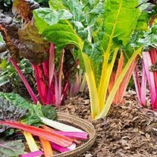 Organic Rainbow Swiss Chard Seeds - Heirloom Beta vulgaris subsp. cicla, Vibrant Colorful Leafy Greens, Non-GMO, Pack of 50