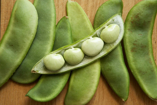 Lima Bean Seeds - Fordhook 242 Organic Phaseolus lunatus for Home Garden, Container, or Raised Bed Cultivation